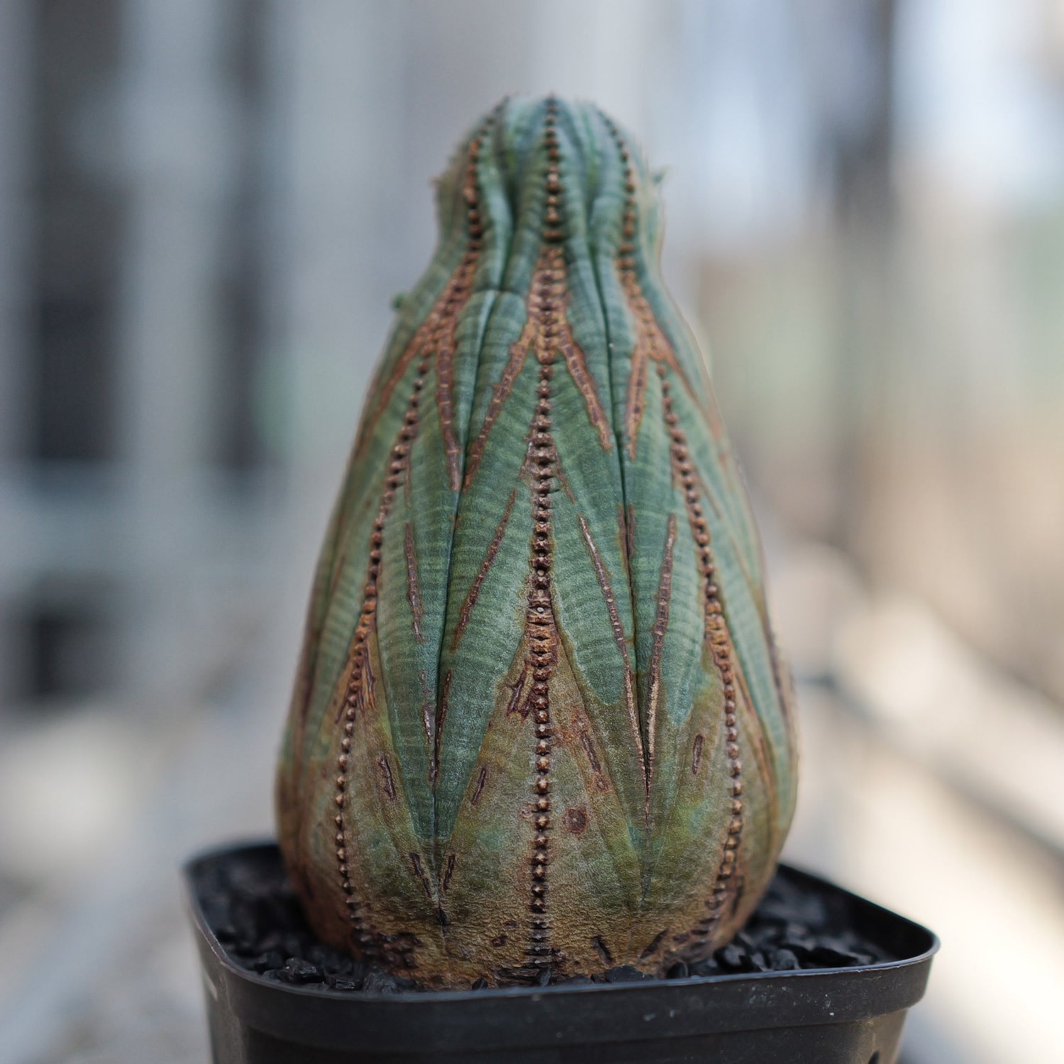 鉢植え　実生　美株　オベサ　雌株　子付き　美模様　木質化　長期管理株　#386 鉢植え 実生 美株 オベサ 雌株 子付き 美模様 木質化 長期管理株 #