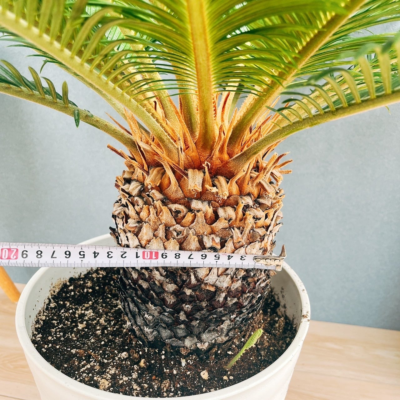 現品］【希少】キンカン ソテツ 斑入り 10号 金環 蘇轍 観葉植物 レア