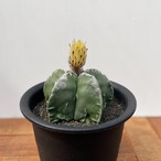 Astrophytum 雪陵亀甲ランポー