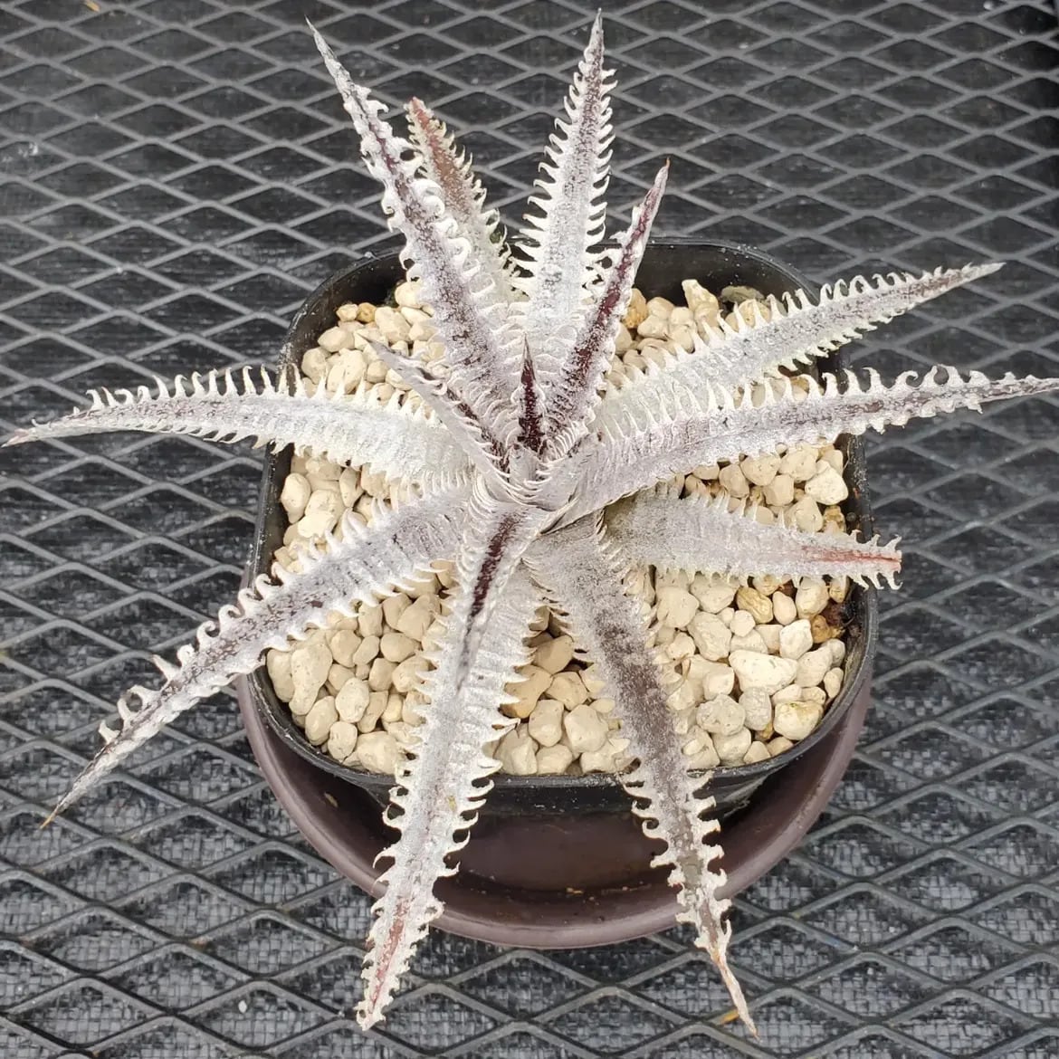 Dyckia（ディッキア） | レアプランツ通販サイトPlants Maniax