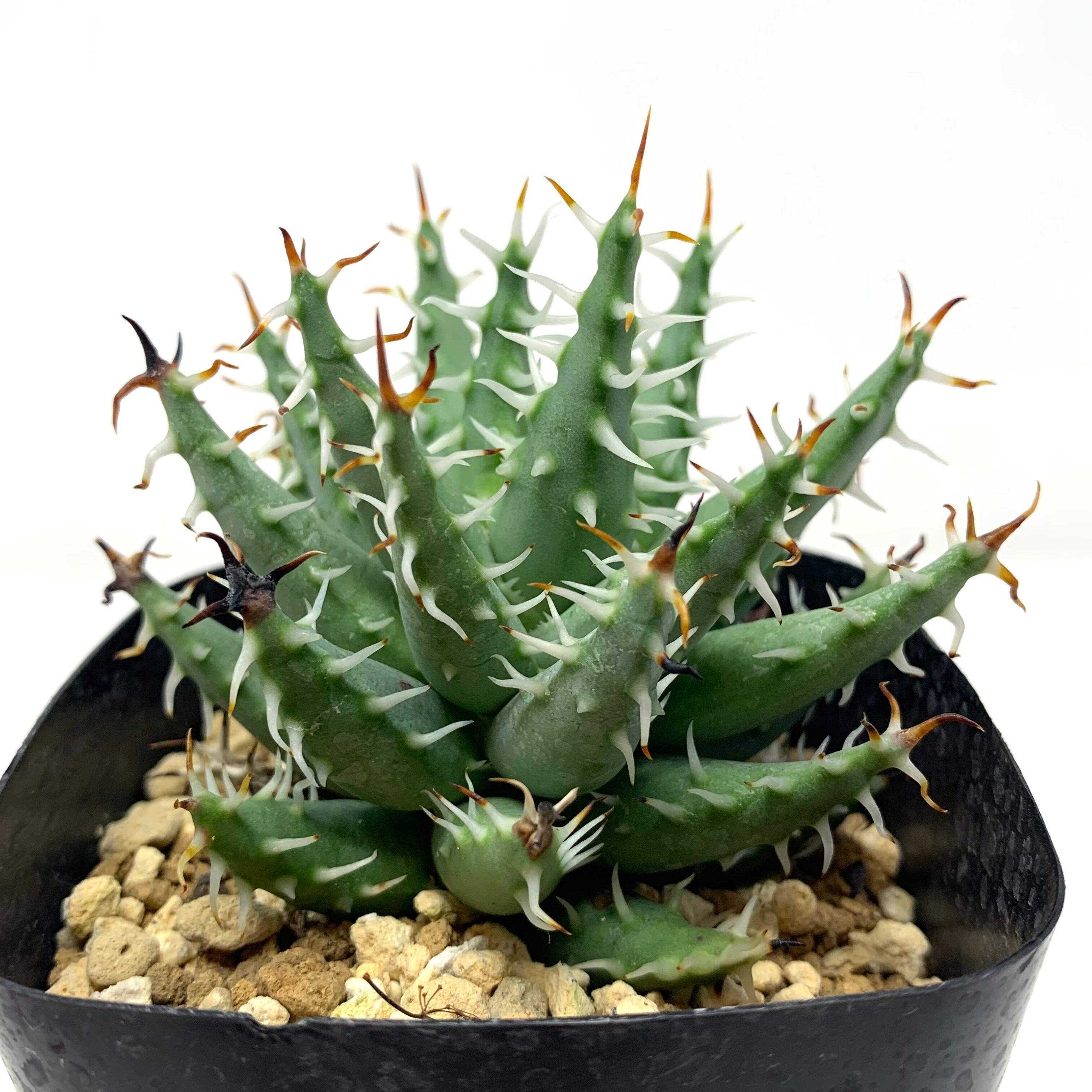 (特選) 黒刺 アロエ エリナケア アロエ・エリナケア 012 – linkplants -リンクプランツ-