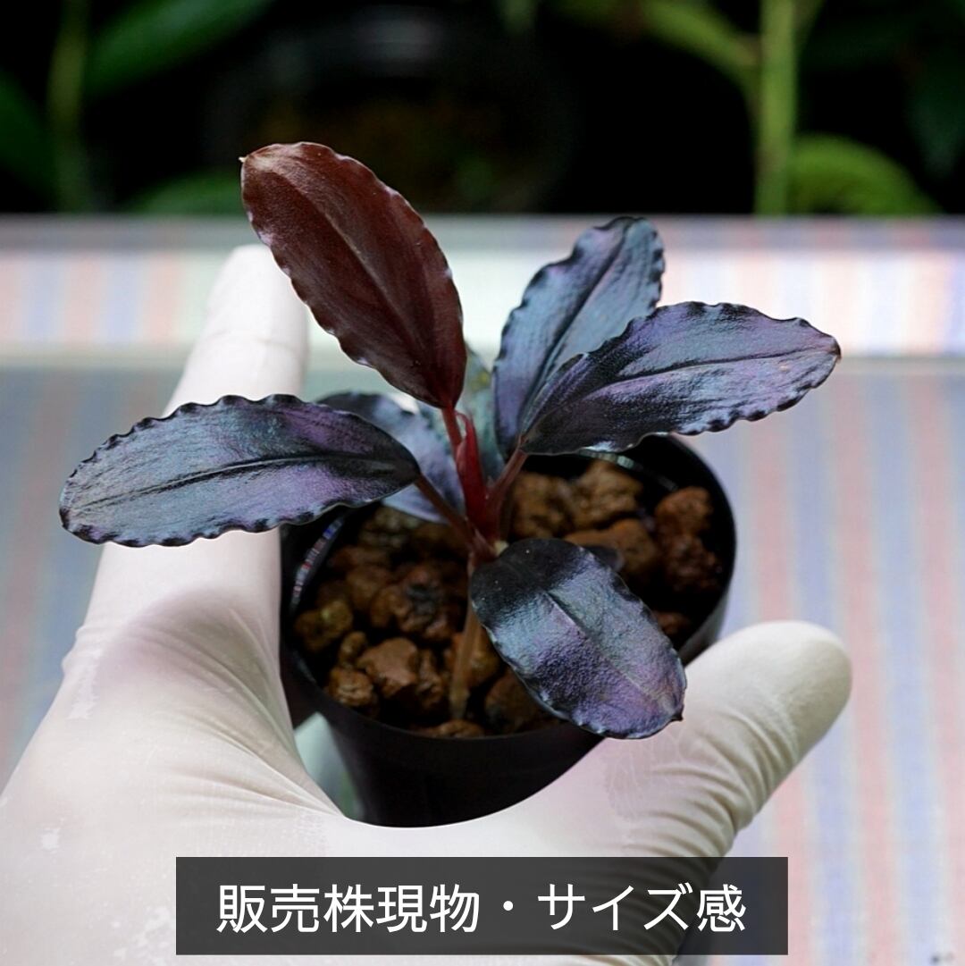 特選親株・子株3本】アグラオネマ・カーティシー Aglaonema nitidum