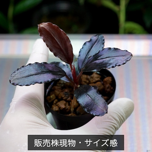 【一点物】Bucephalandra sp.”Theia blue”　No-003