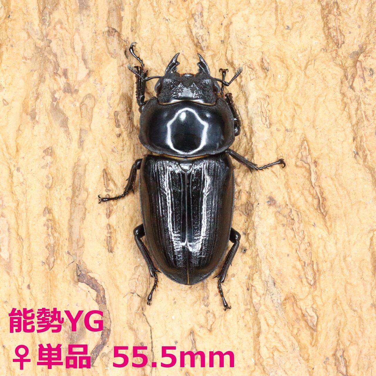 国産オオクワガタ 能勢YG大型血統 超大型