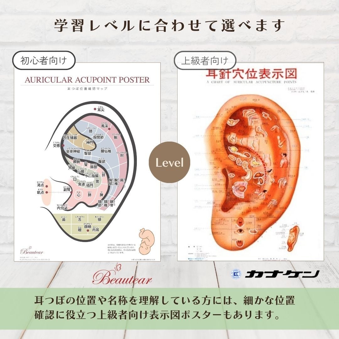耳つぼ位置確認ポスター｜エリアごとにわかりやすい初心者向けマップ
