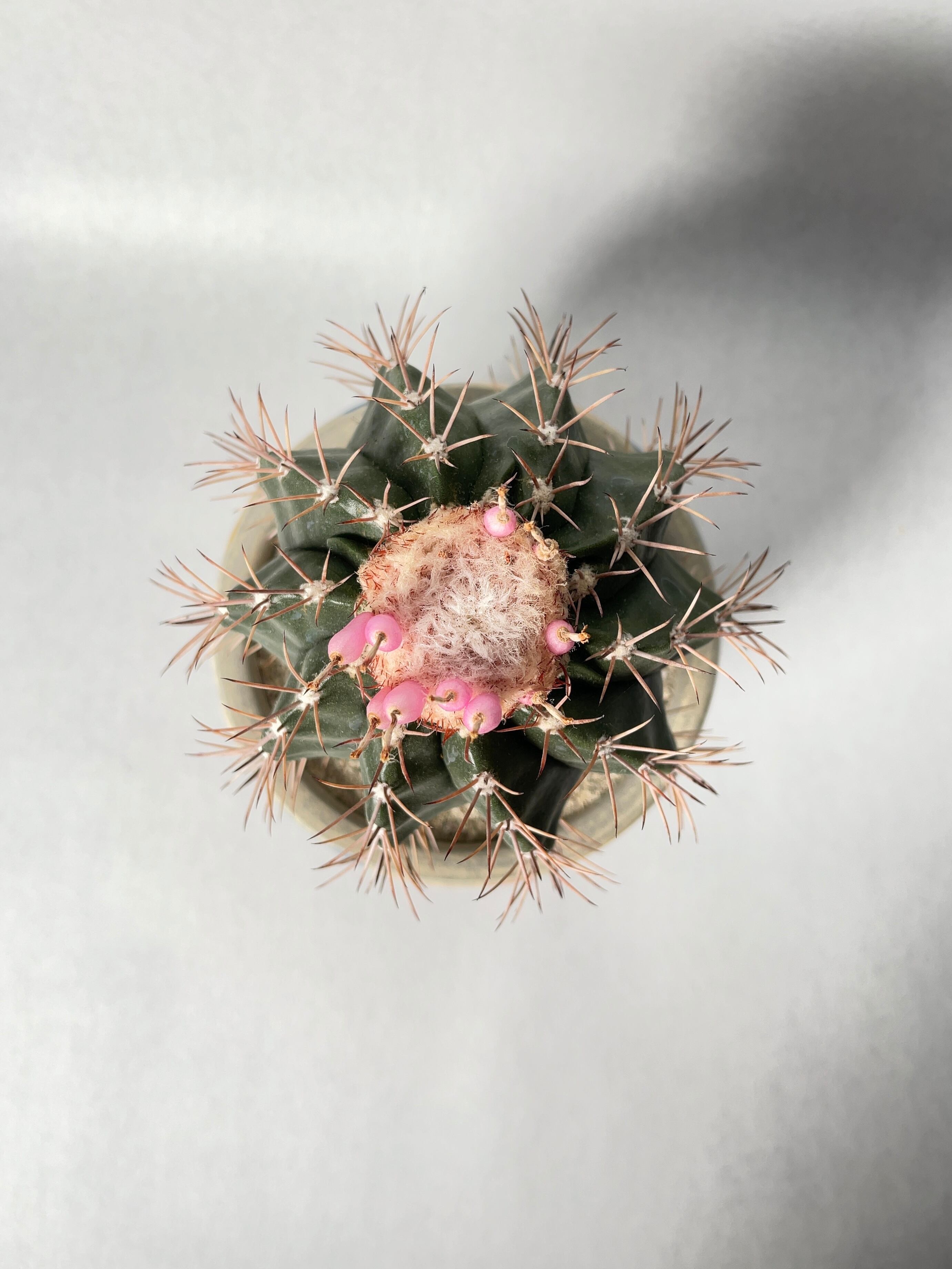 メロカクタス サボテン メロカクタス 流雲 × プラ鉢 | 最終的にサボテン オンライン