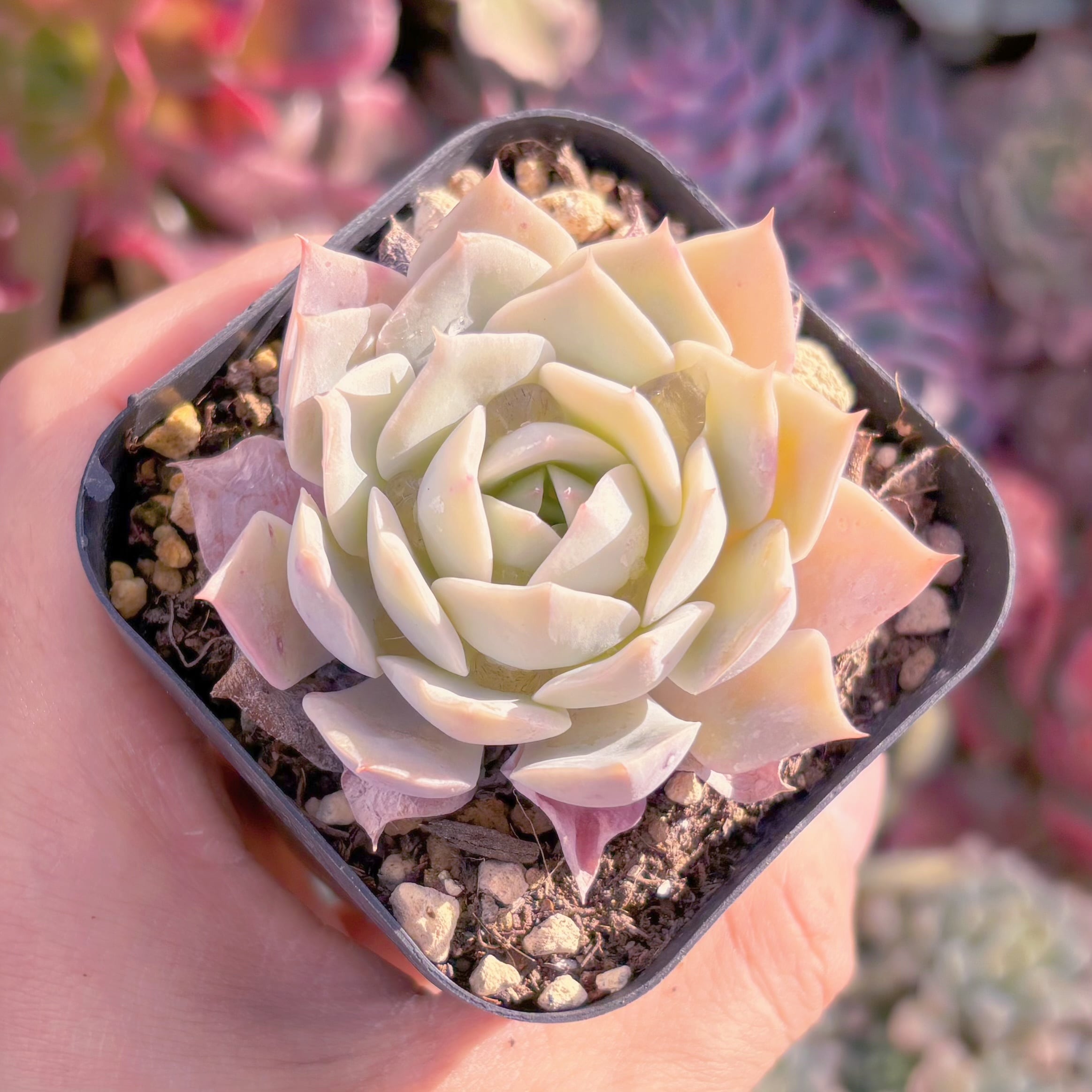 現品　ピンクエコー#2218　古株　るる農園