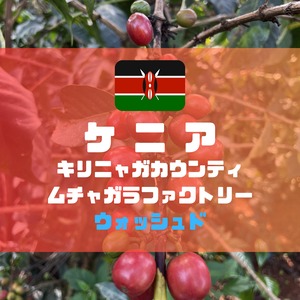 【訳アリ】ケニア　キリニャガカウンティ　ムチャガラファクトリー　100g