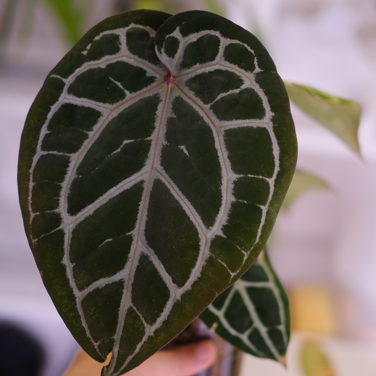 正規タグ】Anthurium 