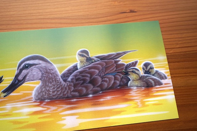 大判ポストカード「大切な時間 - カルガモ」