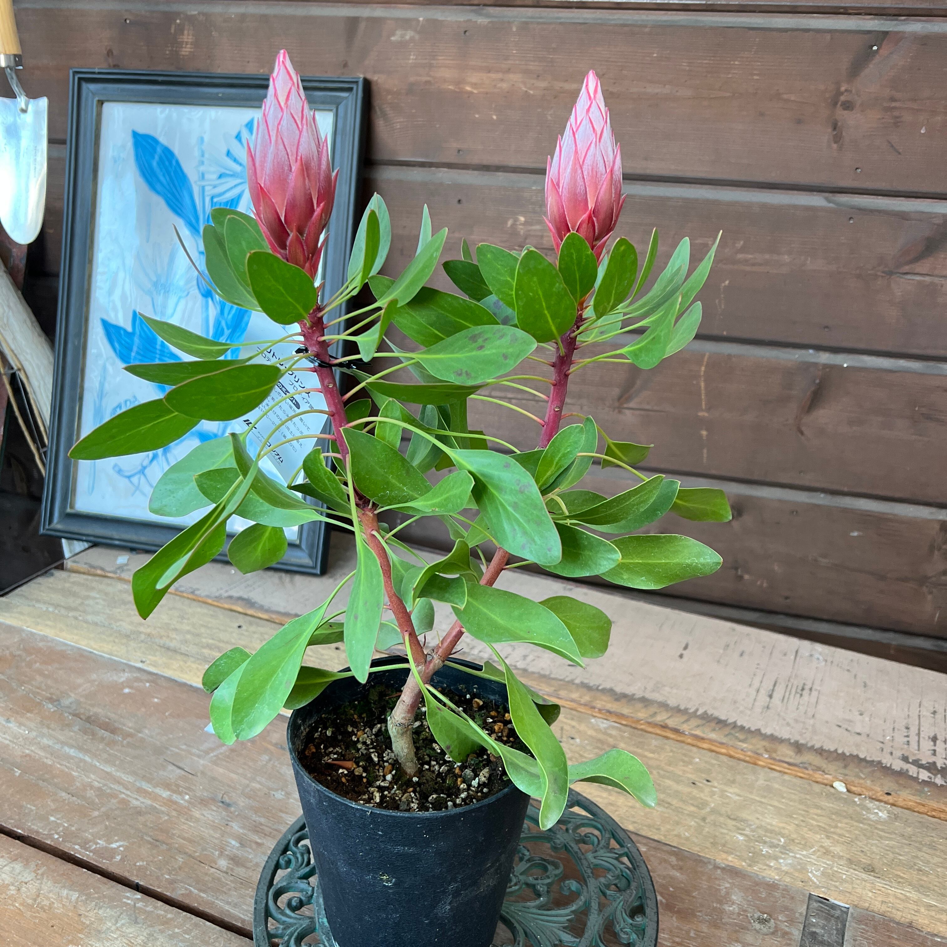 4本 キングプロテア シナロナイデス ピンク プロテア：ピンク