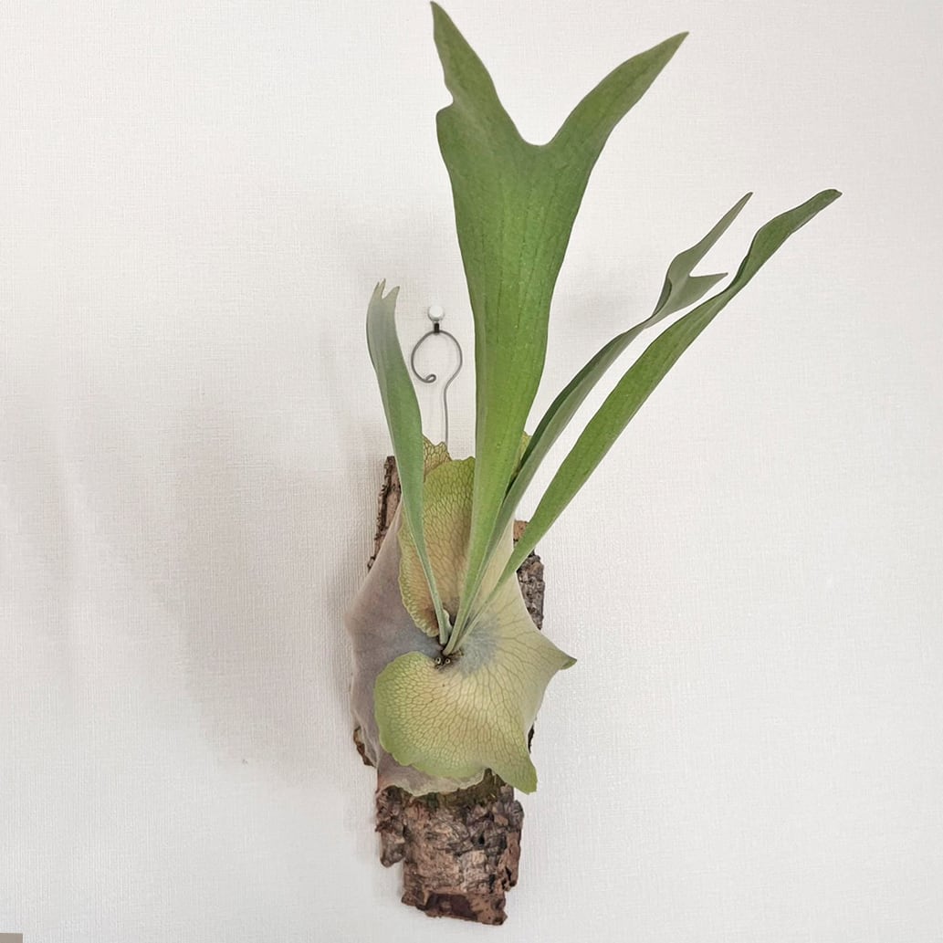 ビカクシダ ネザーランド 板付 【観葉植物 室内 コウモリラン