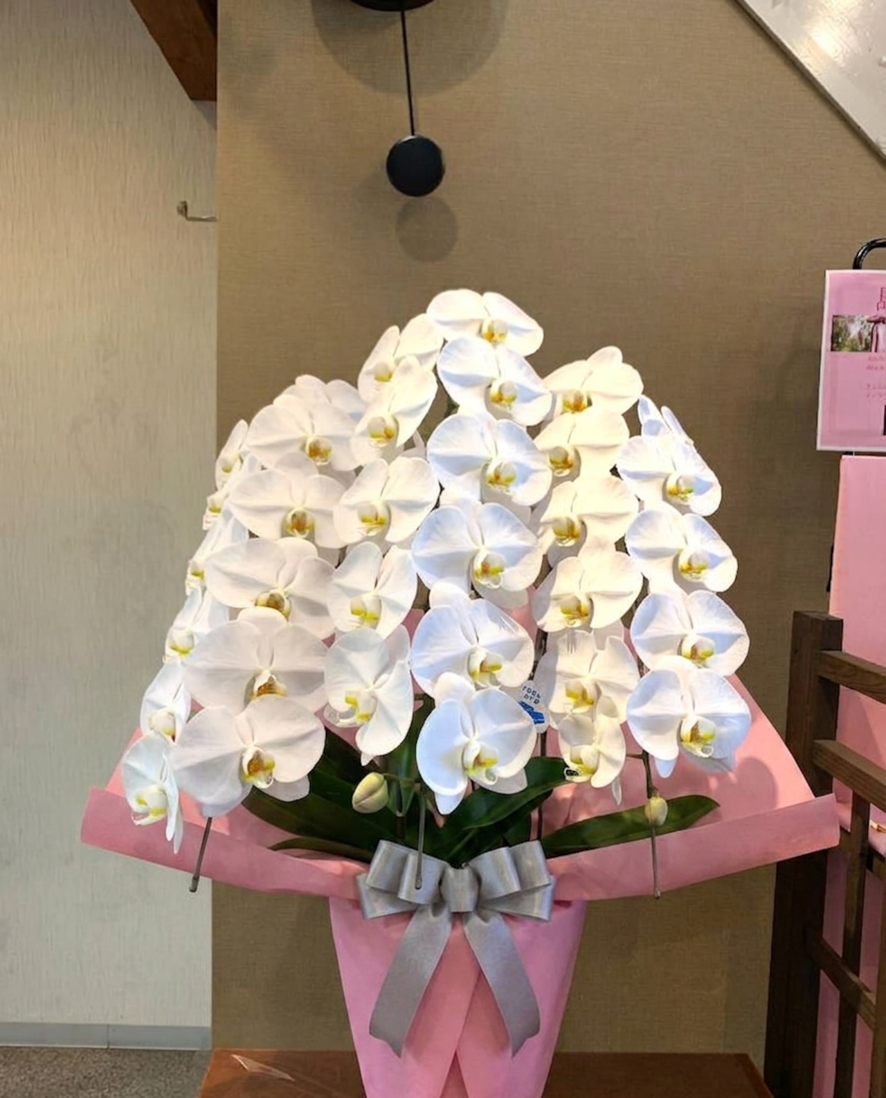農家直送 大輪 胡蝶蘭 鉢植え A-74