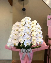 農家直送 大輪 胡蝶蘭 鉢植え A-74