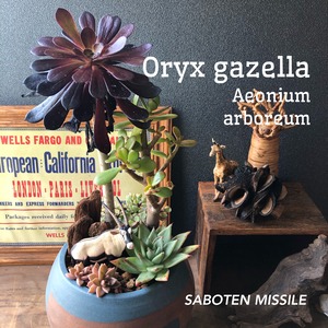 Oryx gazella&Aeonium arboreum オリックス&黒法師