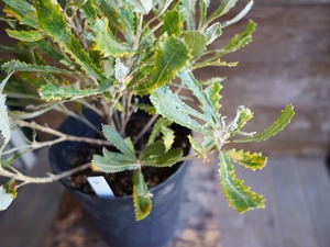 【現物】バンクシア　”バウエリ”　D