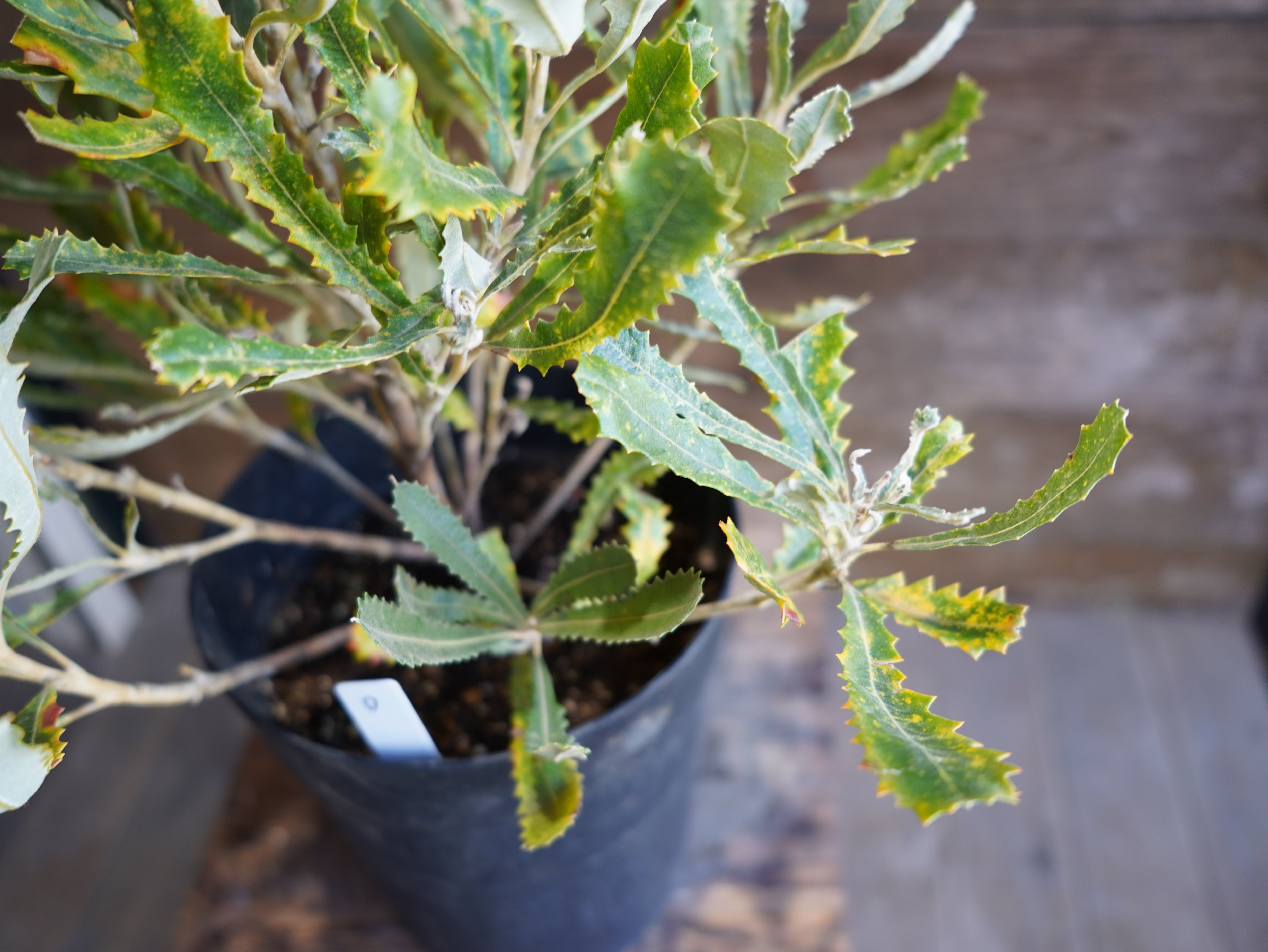 【現物】バンクシア　”バウエリ”　D