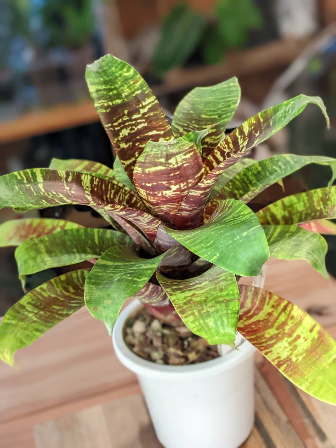 Adenium Somalense Nova 【アデニウム ソマレンセ ノバ】 | Pay ID