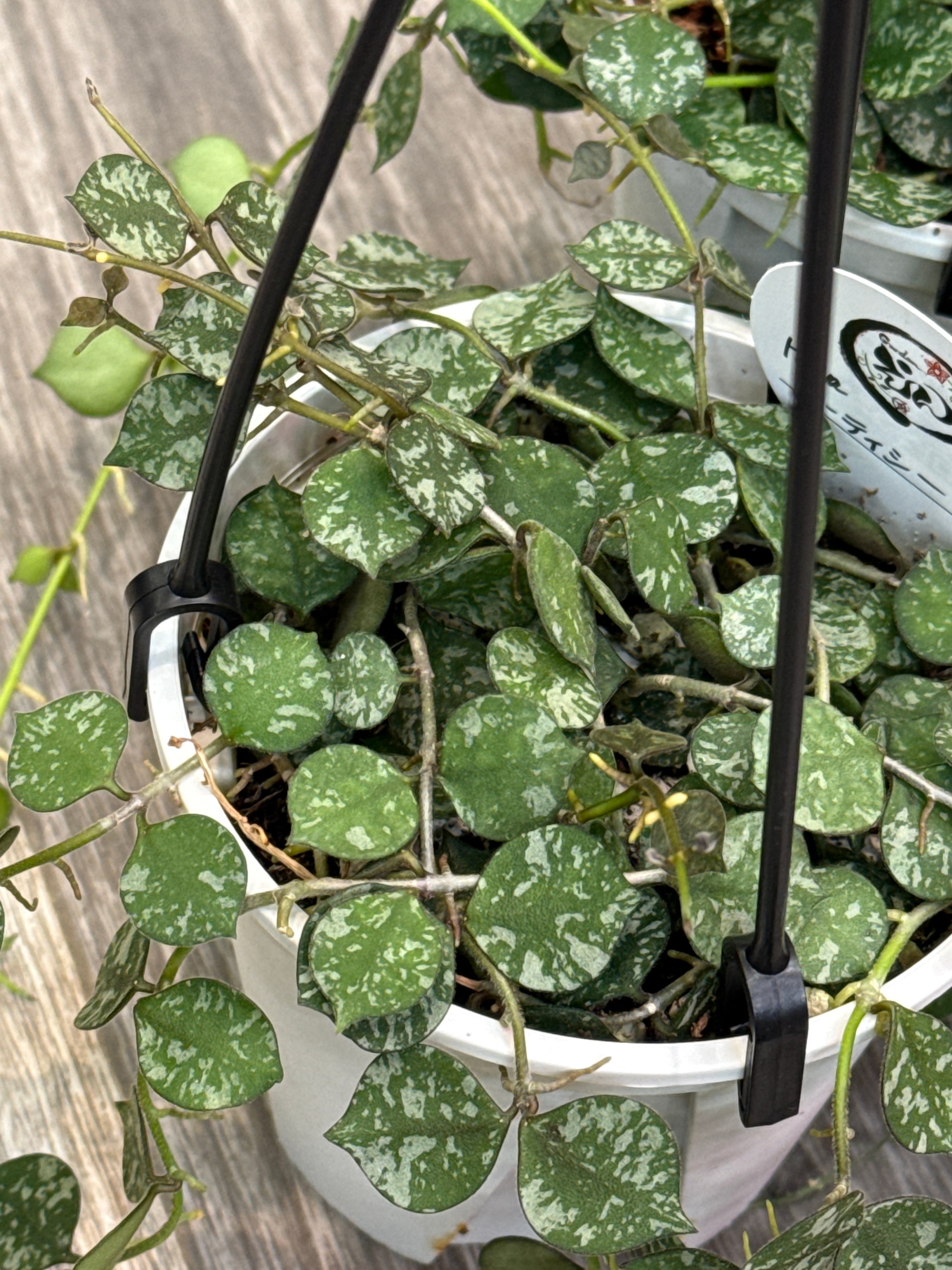 ホヤ カーティシー | Gardenえん 【観葉熱帯植物】