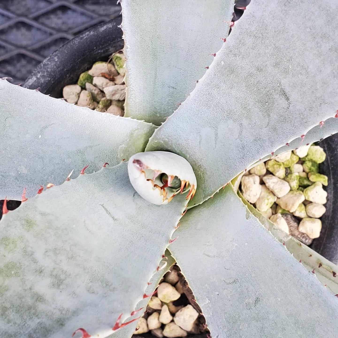F00324_Agave parryi var. truncata：アガベ・パリー・トランカータ
