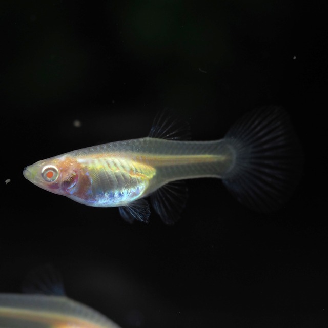 【専用】RREAアクアマリンレッドテールタキシードリボン　1カルテット＋おまけ1カルテット