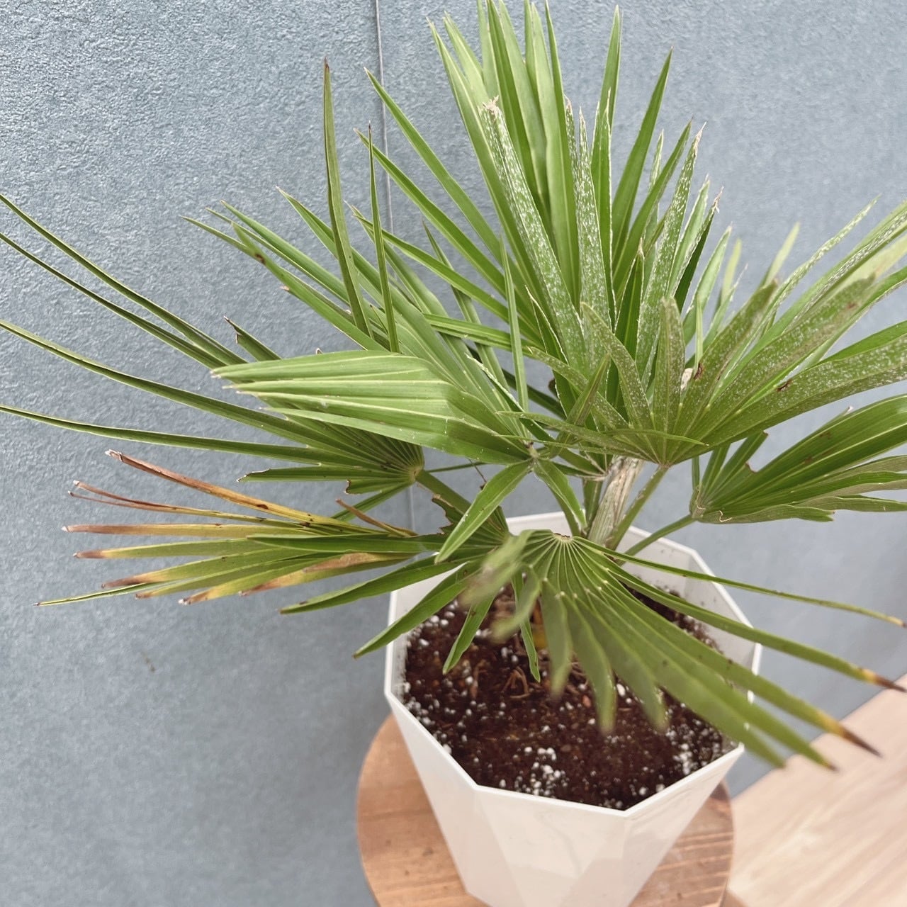 チャメロプス ボルケーノ　観葉植物 現品］【希少】54番 チャメロプス フミリス ボルケーノ 5号 ヤシ 観葉