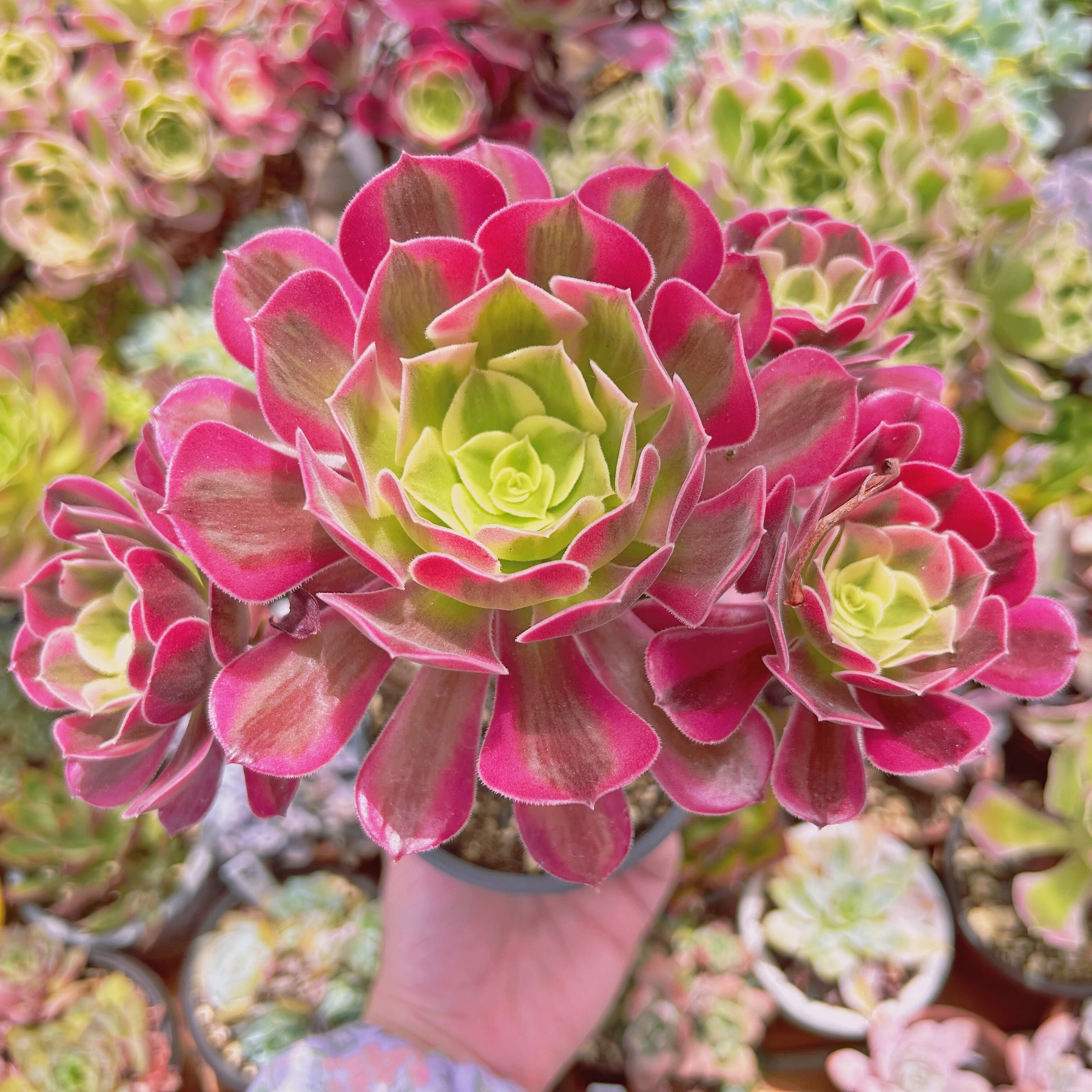 #900現物　多肉植物　 Aeonium メデューサ   特大群生　抜き苗