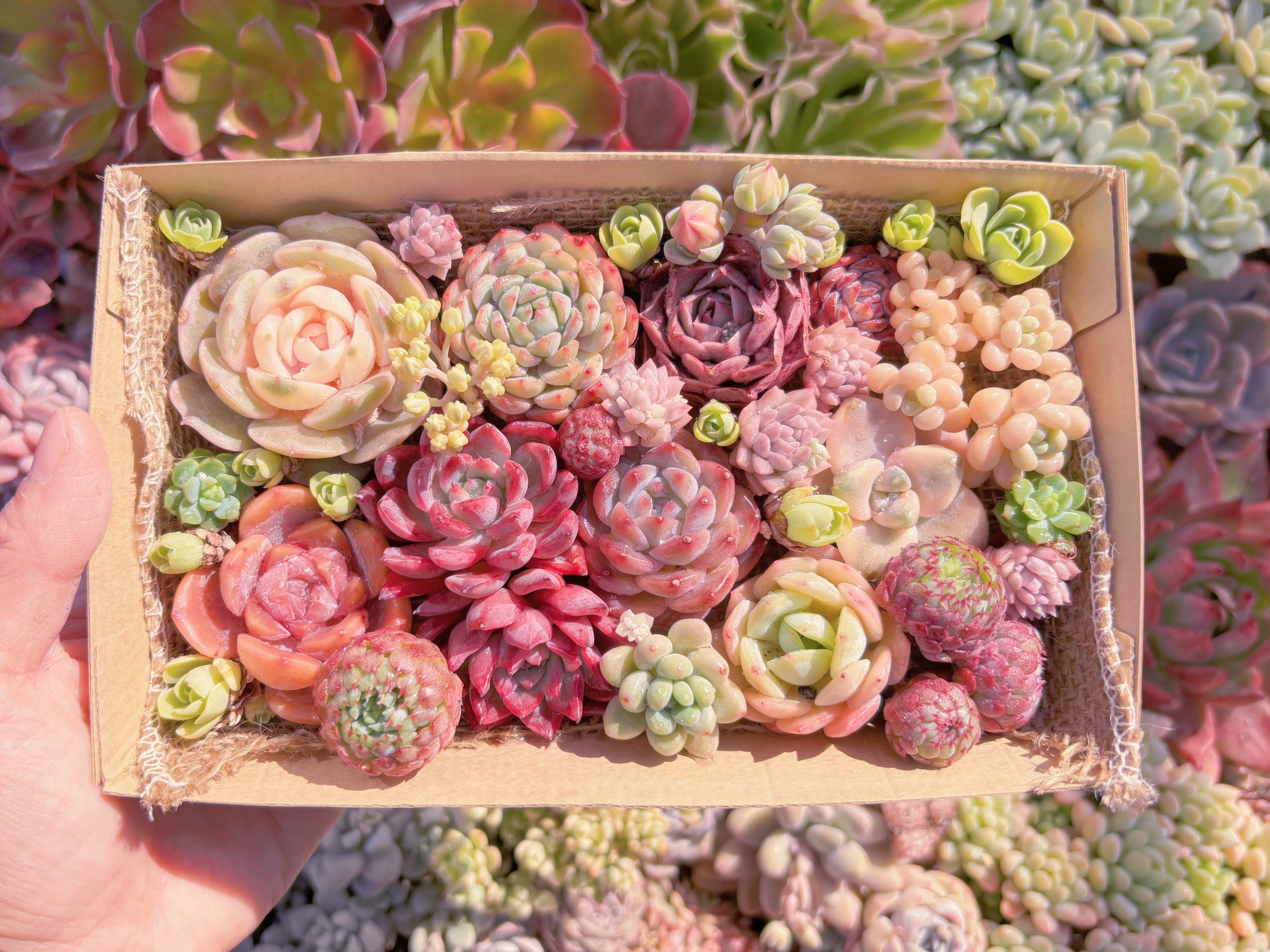 現品　寄せ植えセット#885　12cmx20cm　るる農園