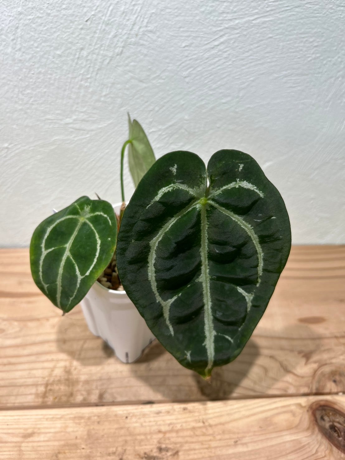 希少美株】アンスリウム・ビッタリフォリウム 2.5号／垂れ葉ビロード系