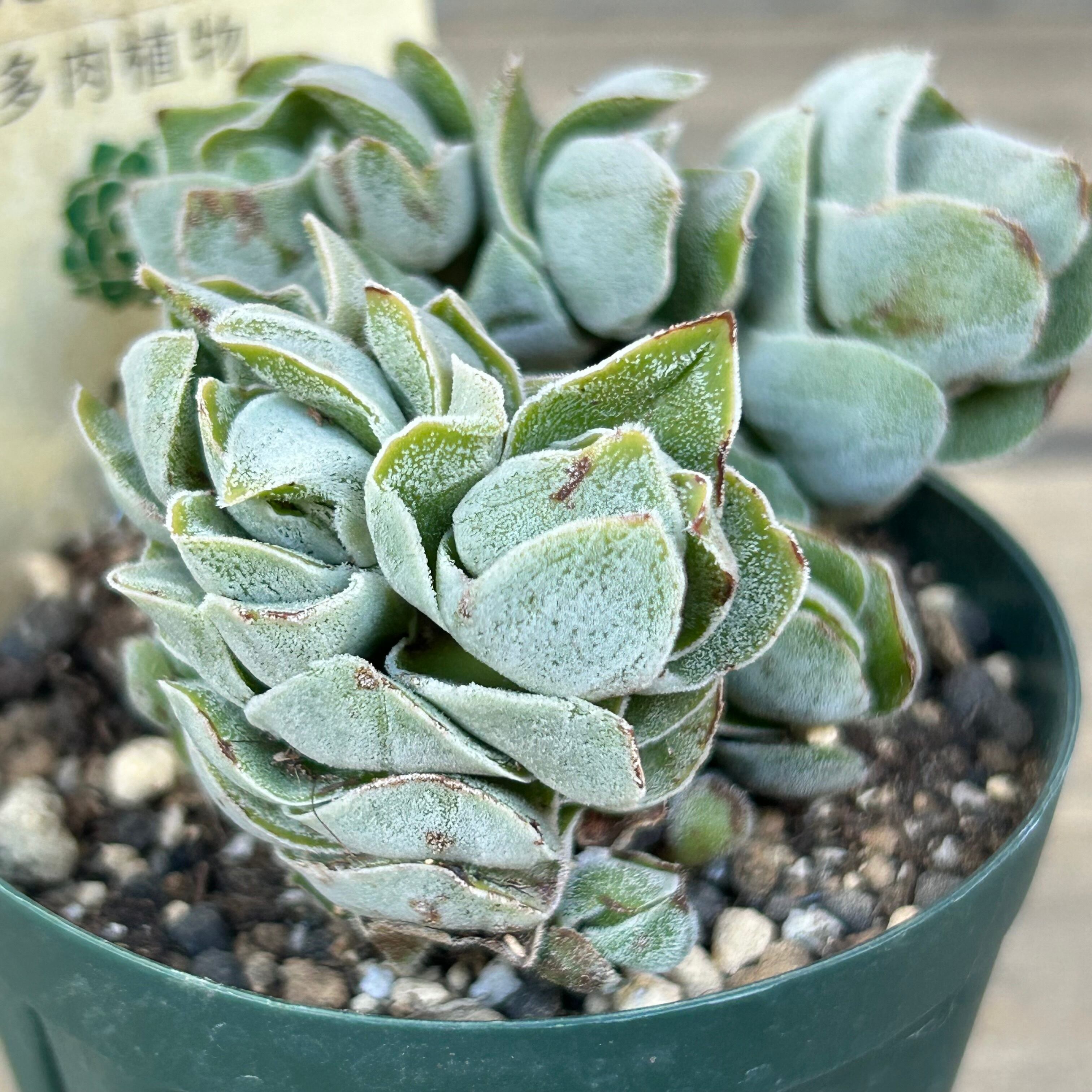 多肉植物　韓国苗　アイボリーパゴダ　２株　発根済み アイボリーパゴダ | RuPo 多肉植物専門店