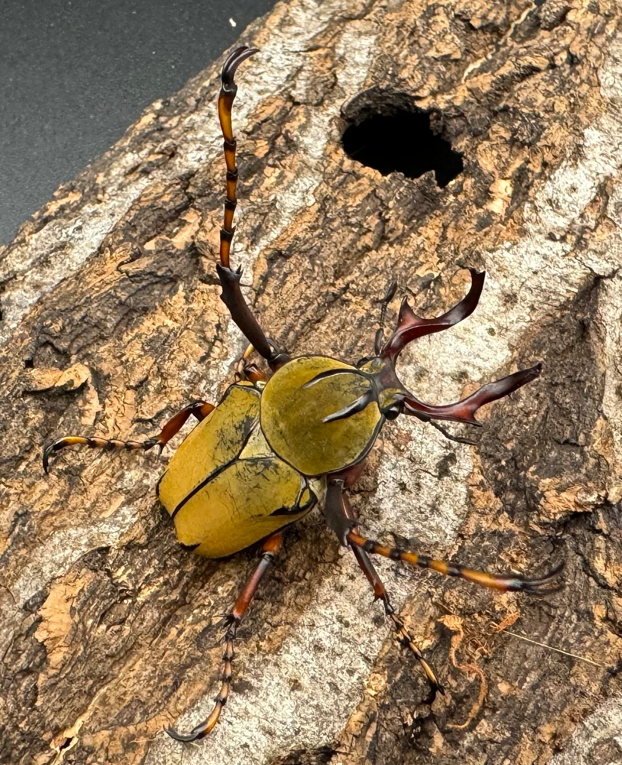 【WD】ワリックツノハナムグリ亜種bowringi ペア