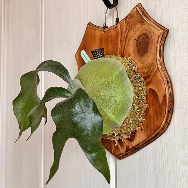 ビカクシダ マウントルイス 板付 【観葉植物 室内 コウモリラン】