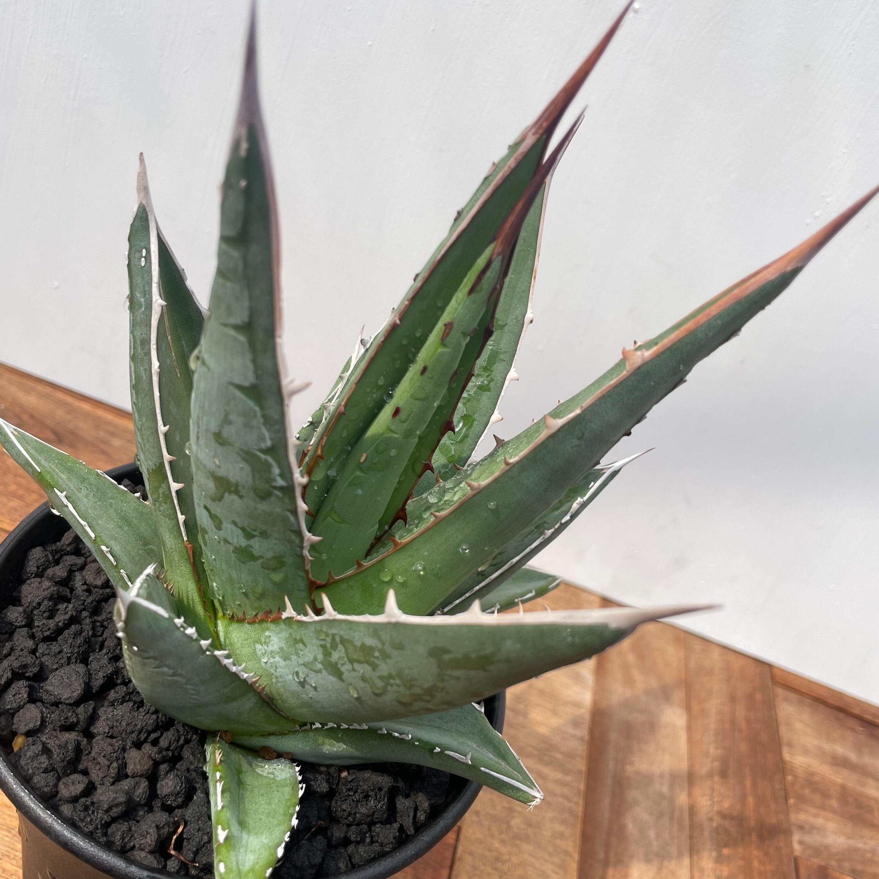 アガベパープソラム（Purpusorum）‼️超希少株30000半額 Agave purpusorum【アガベ・パープソラム・帝釈天】 | RIMO'S GREEN