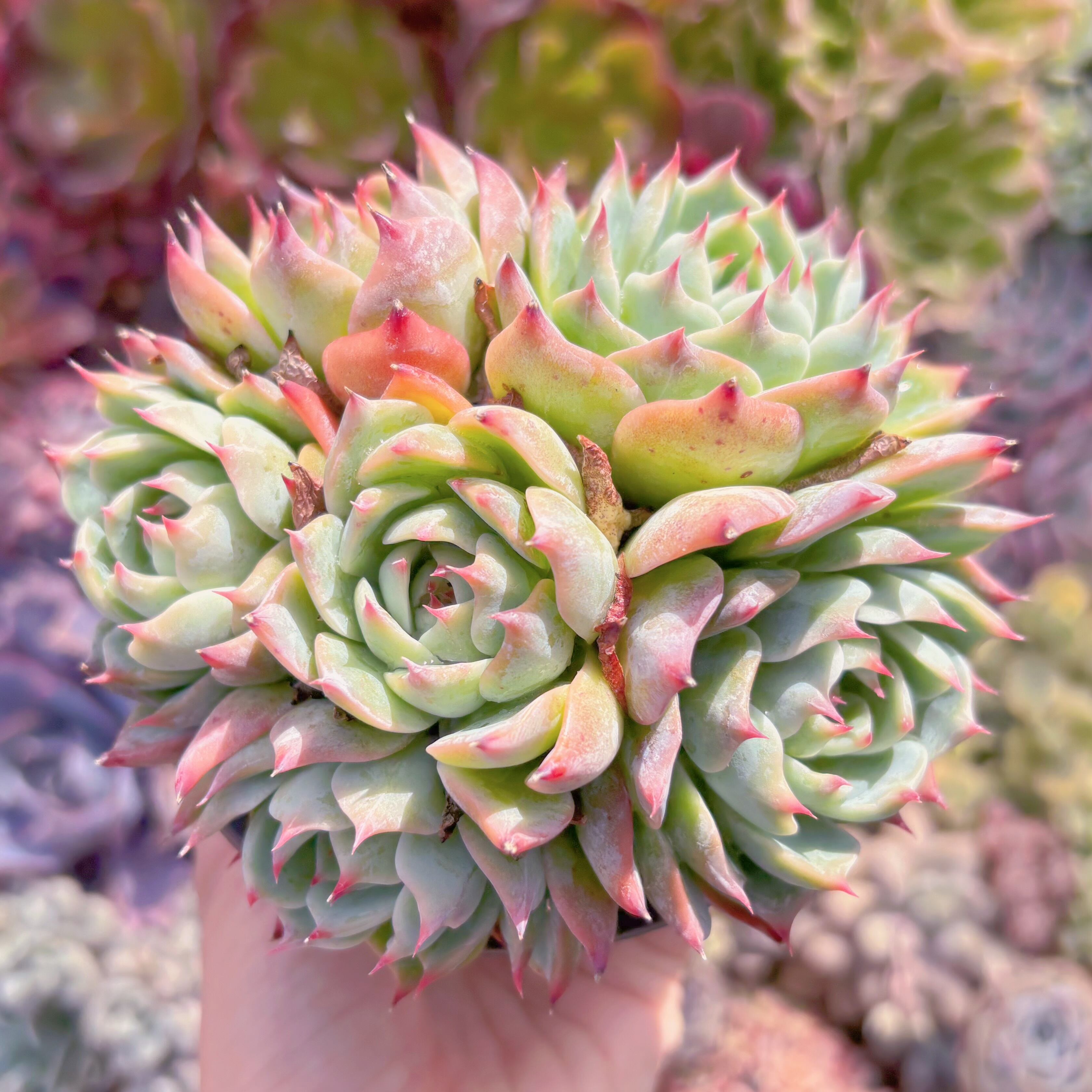 現品　Lindsay#787　るる農園