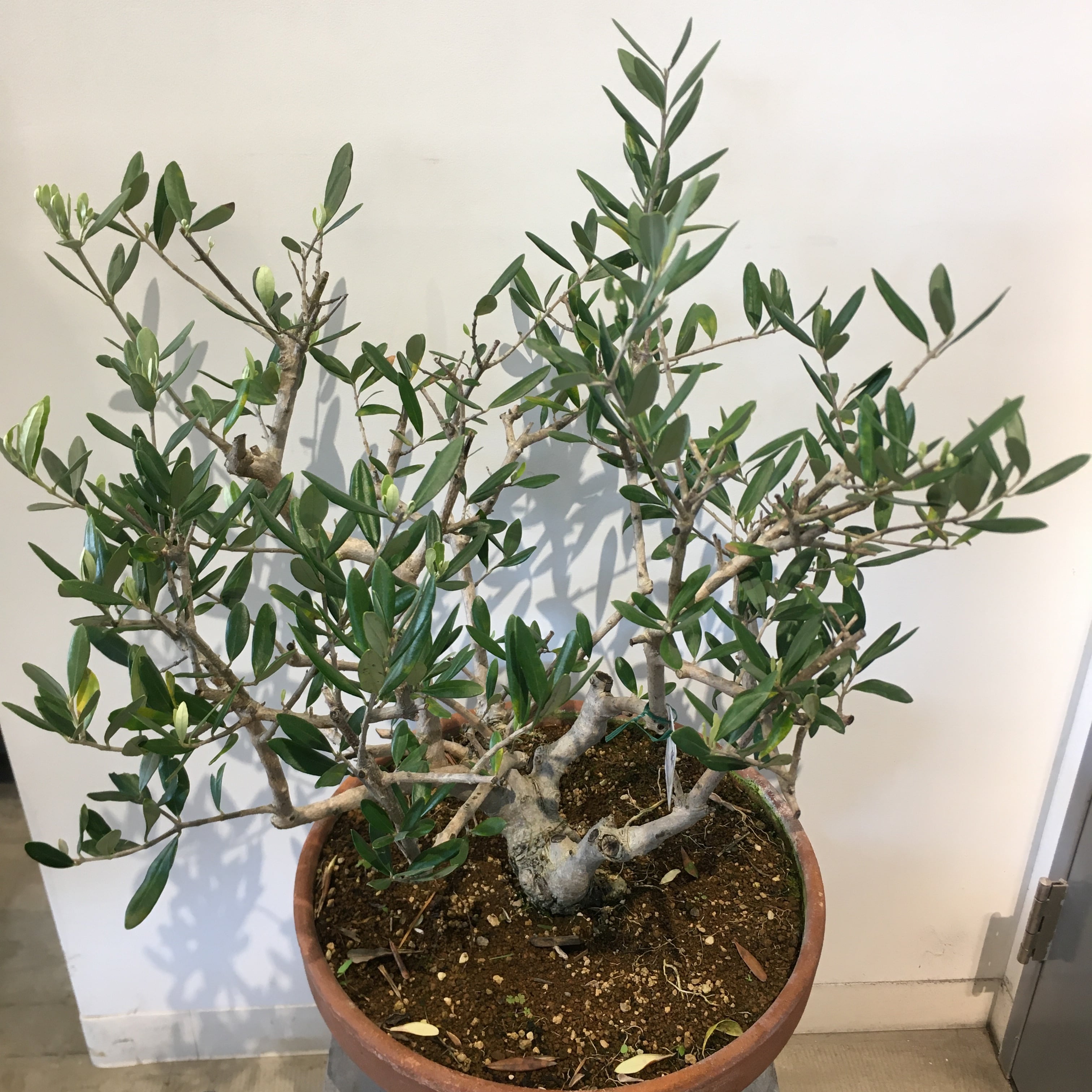 盆栽オリーブ Protoleaf プロトリーフ