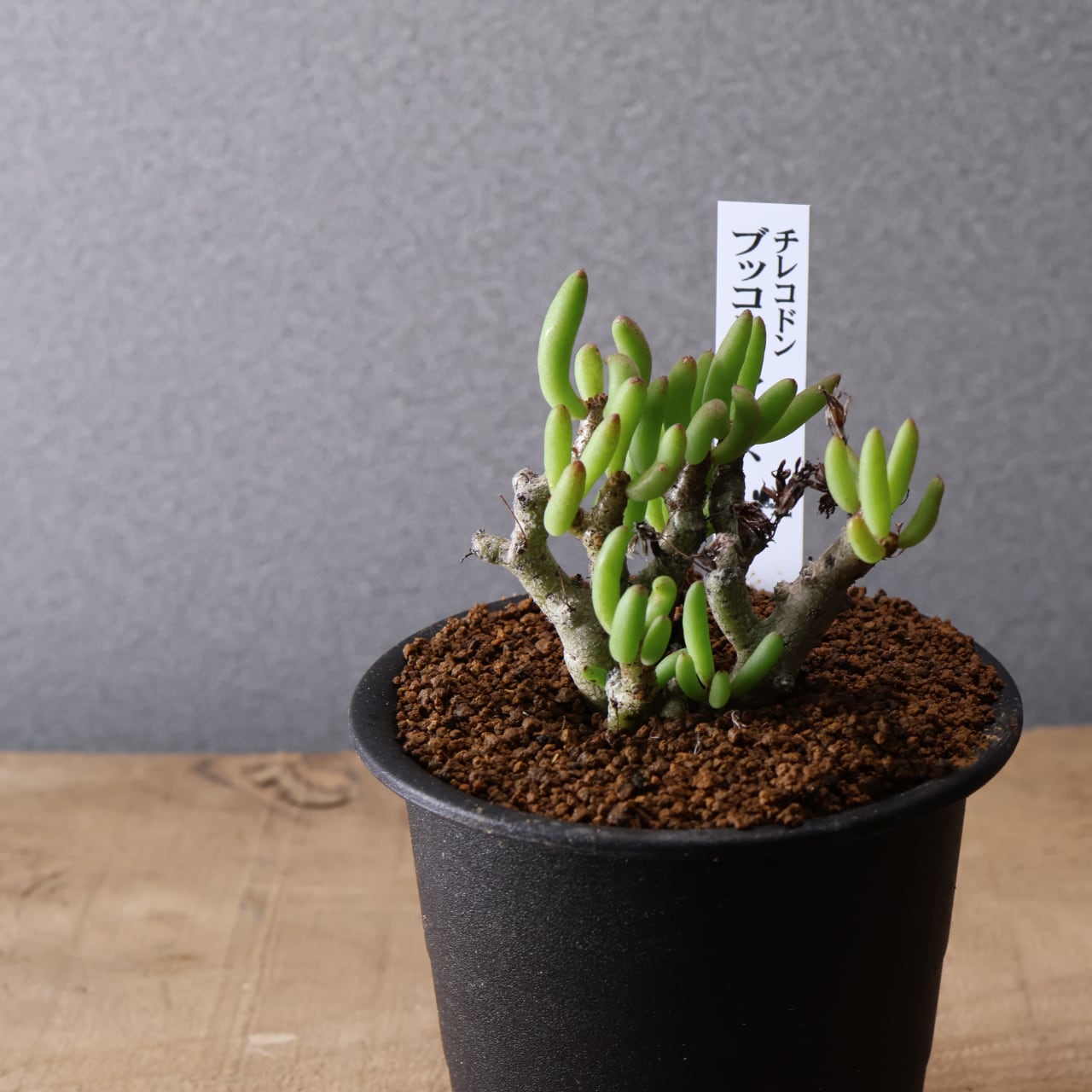 556『チレコドン ブッコルジアヌス』塊根植物 観葉植物【送料無料