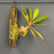 【伊藤蟻】Myrmecodia sp. (orange petioles, elongated leaves) Minahasa, Manado, North Sulawesi【892】