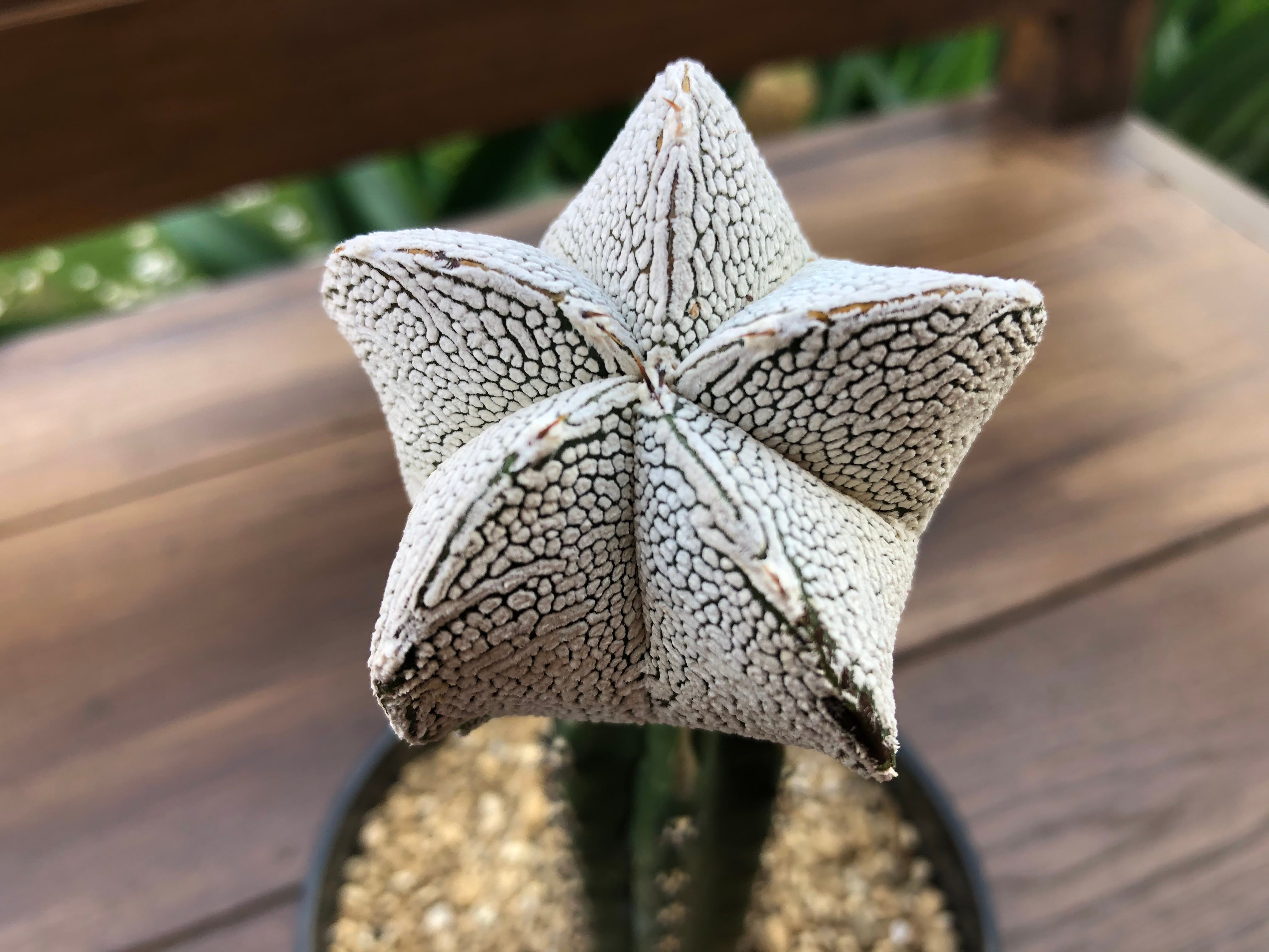 Astrophytum myriostigma 'Onzuka' 恩塚ランポー玉 サボテン 接木