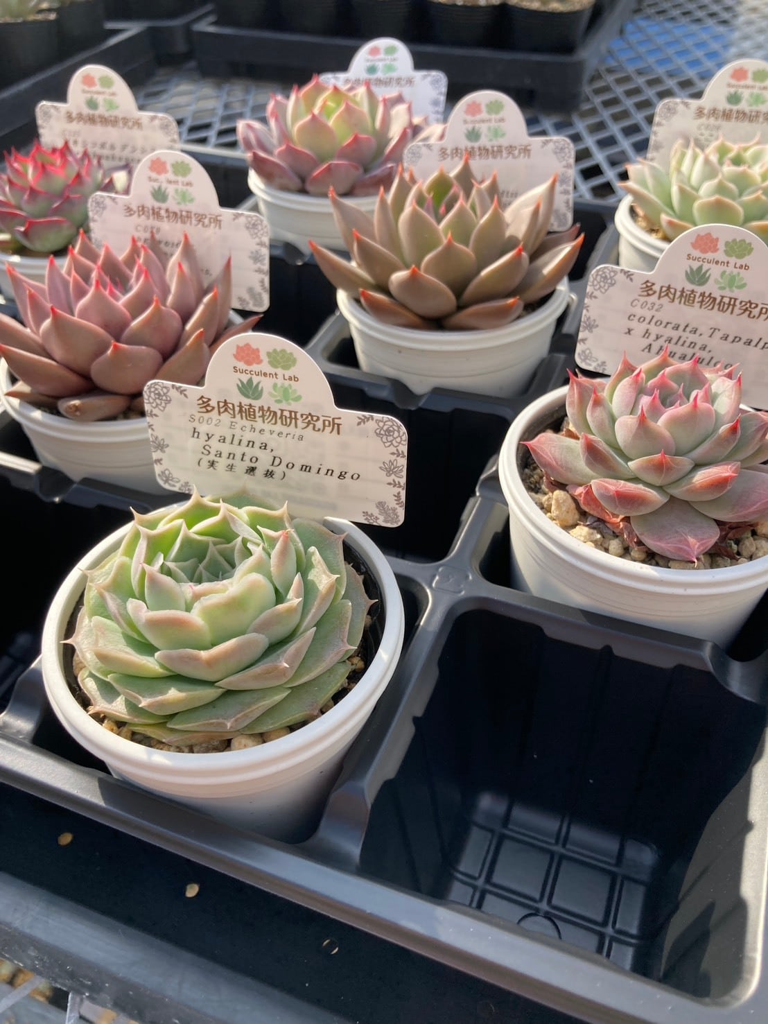 福袋】エケベリア交配・原種アソート 2号8入り【福箱】 | 多肉植物研究所