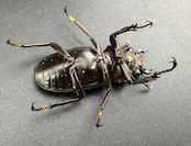 メタリフェルホソアカ亜種finae 77mm ペア》