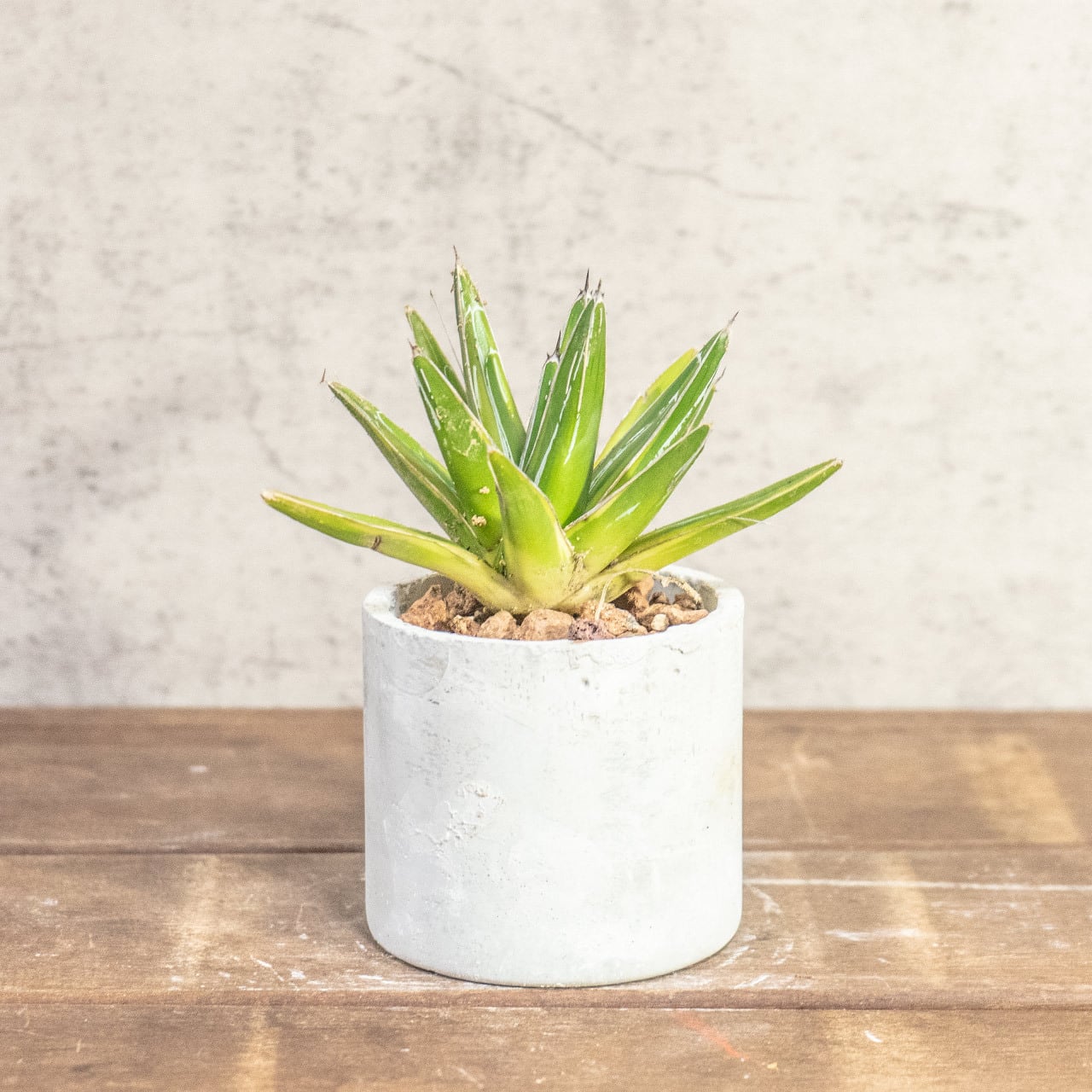 【鮮やかな黄金のエッジ】アガベ・笹の雪(黄覆輪)。無骨な手づくりモルタル鉢とセットで。一株ごとの厳選仕入れ。|虫発生抑制|送料全国一律850円