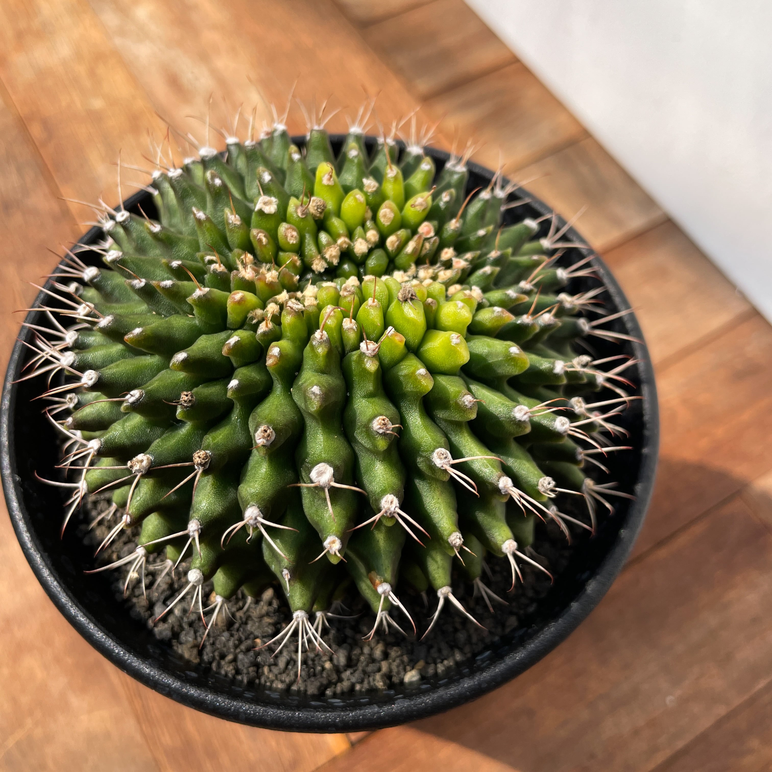 Gymnocalycium mihanovichii【ギムノカリキウム・ミハノビッチ棘なし