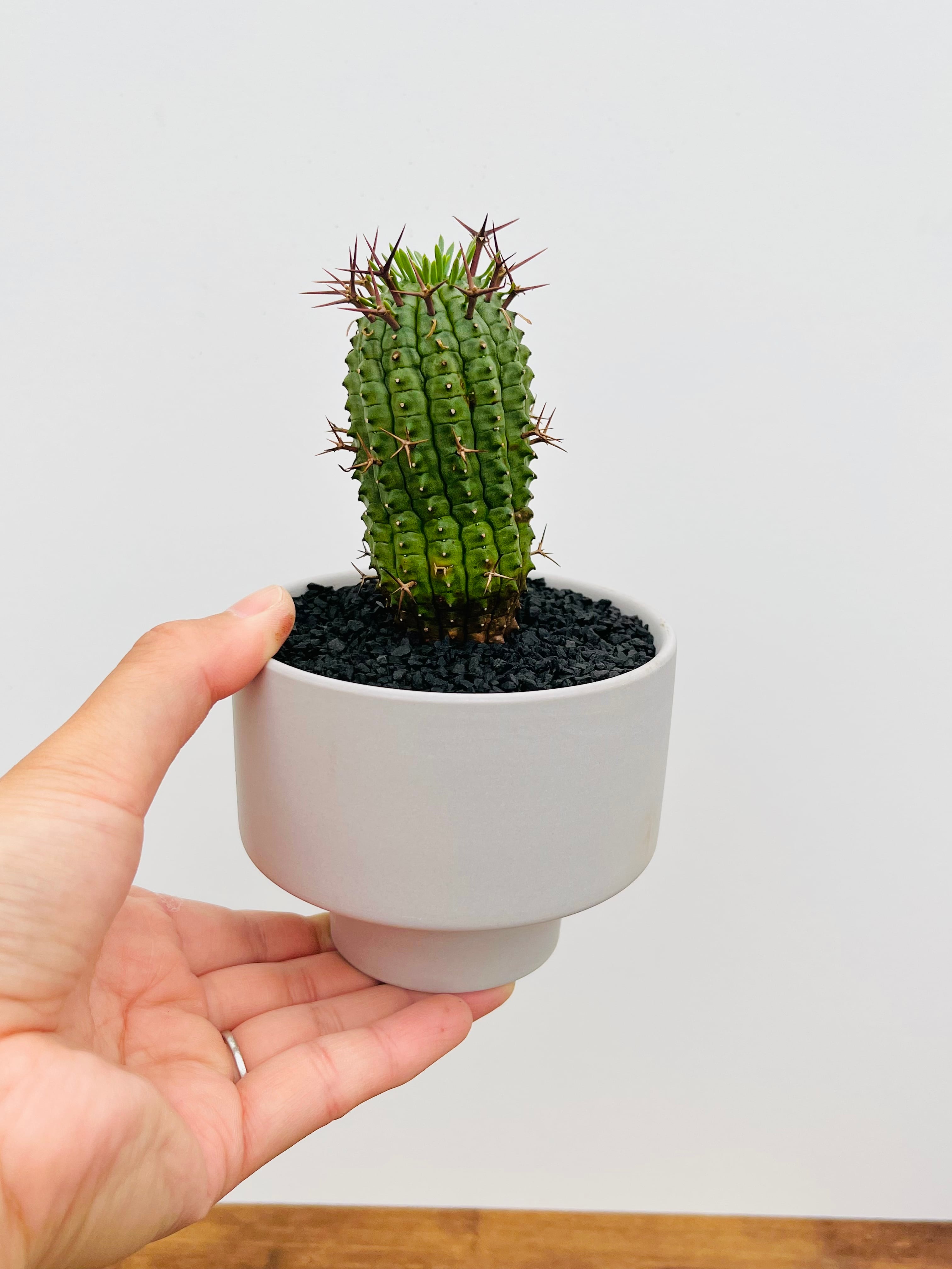 Euphorbia stellispina ユーフォルビア 群星冠 多肉植物 | plants MARU