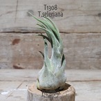 【送料無料】セレリアナ L〔エアプランツ〕現品発送T1308