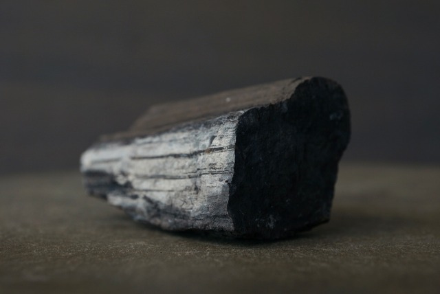 チェコ産珪化木 Dadoxylon sp. 1772