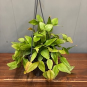 【新着3日限定10%OFF】リプサリス エリプティカ【625】