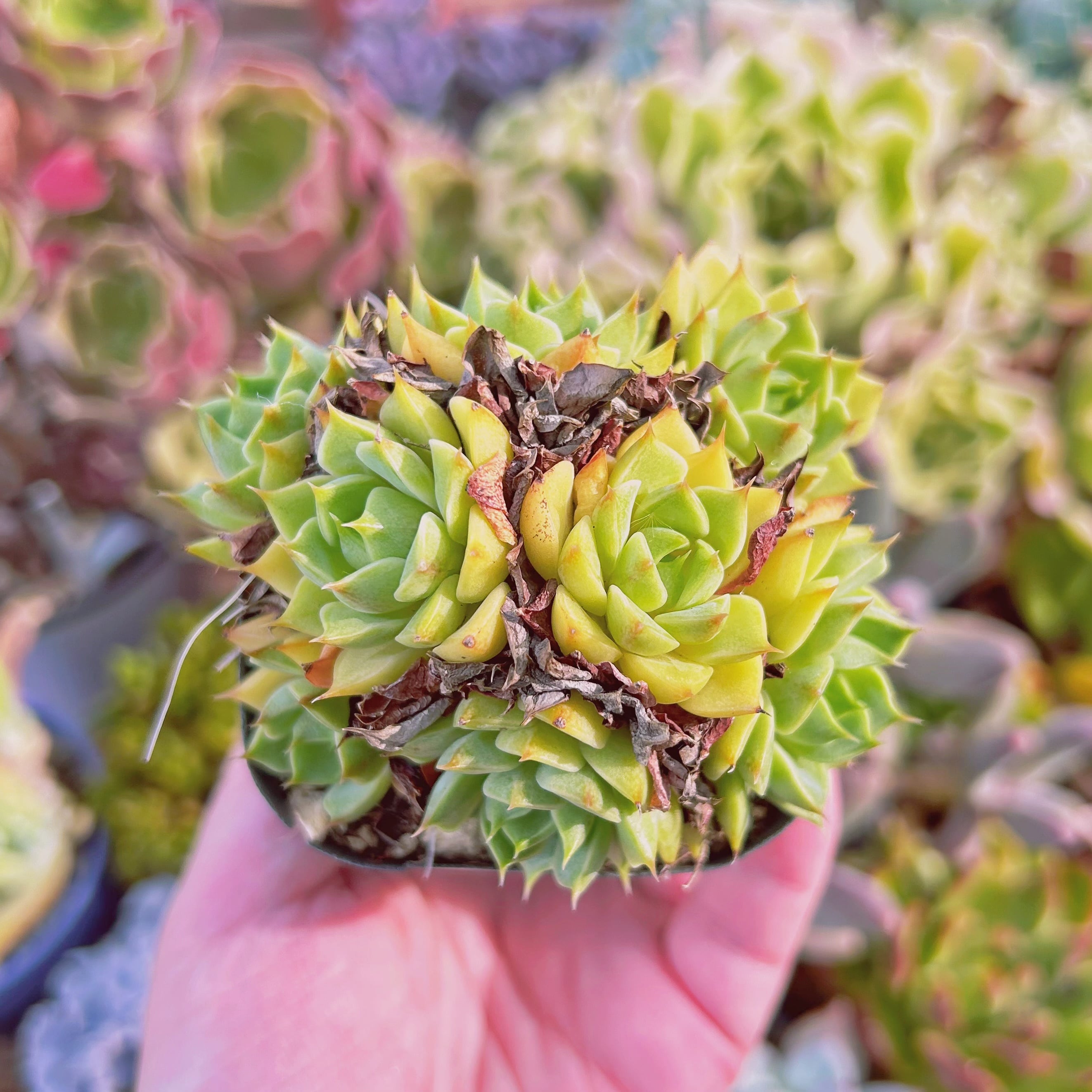 現物　多肉植物　ベンバディス　抜き苗