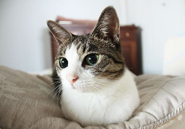 猫 ポストカード The Cat who....グリーンアイの子ウサギ 10x14.8センチ(cm)官製はがきサイズ 猫写真 はがき ねこ葉書 ネコハガキ Postcard アイとちび アイシス