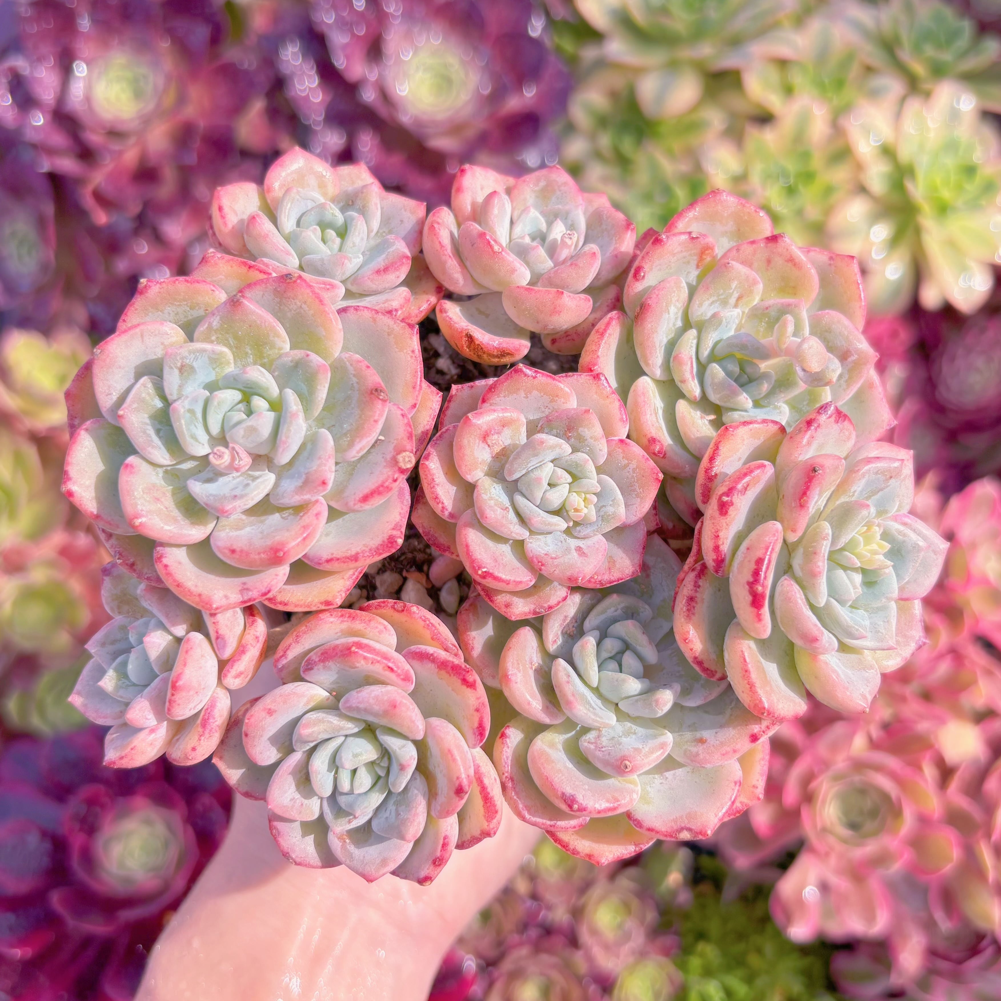 多肉植物　千山雪　群生　新入荷　るる農園