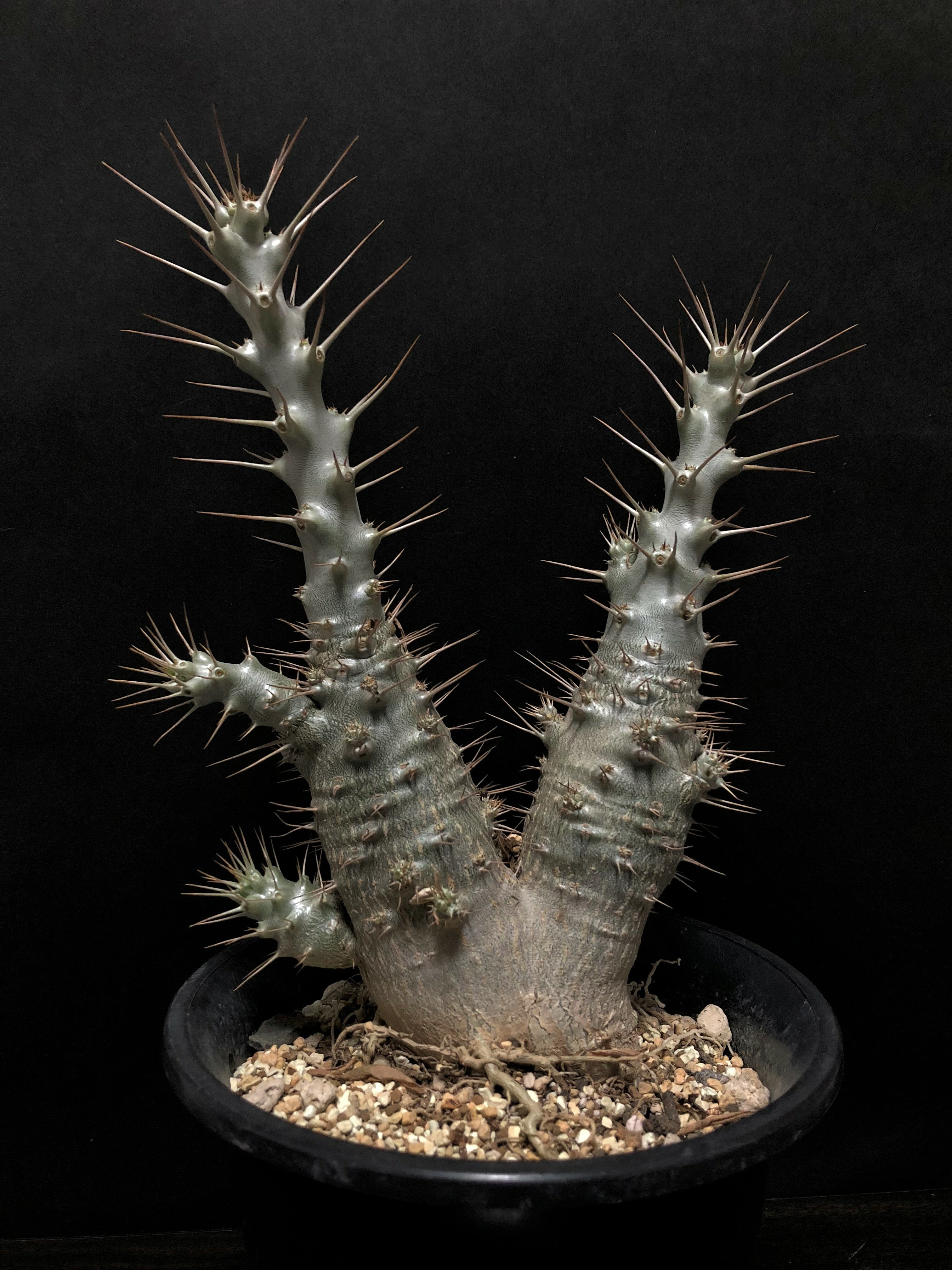 パキポディウム・サウンデルシー　白馬城 富士砂仕立・マットブラック和モダン鉢 パキポディウム・サウンデルシー 白馬城 富士砂仕立・マットブラック和